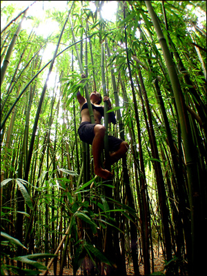 Wspinaczka w bambusowym lesie