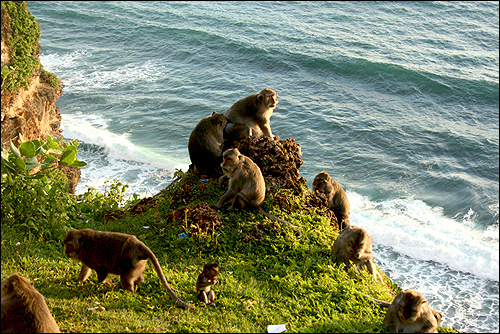 Małpy w Uluwatu