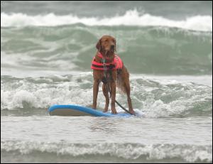 Sieplywa.pl - Windsurfing, Kitesurfing i Surfing w najlepszym wydaniu