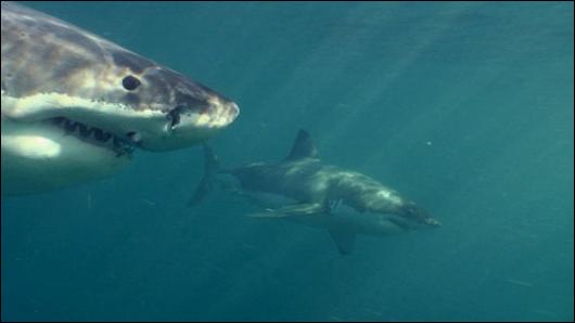 Rekiny to największe zagrożenie dla surferów na niektórych spotach
